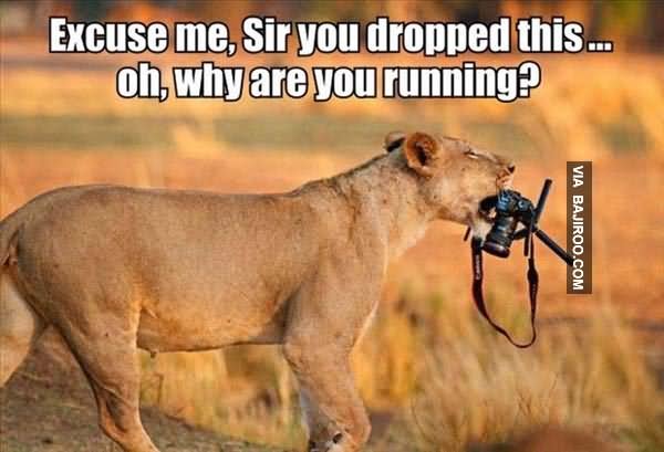Funny Lion Meme Excuse Me Sir You Dropped This Oh Why Are You Running Picture