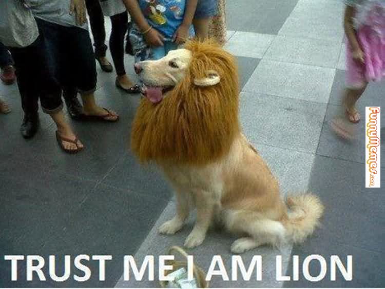Funny Lion Meme Trust Me I Am Lion Picture For Facebook