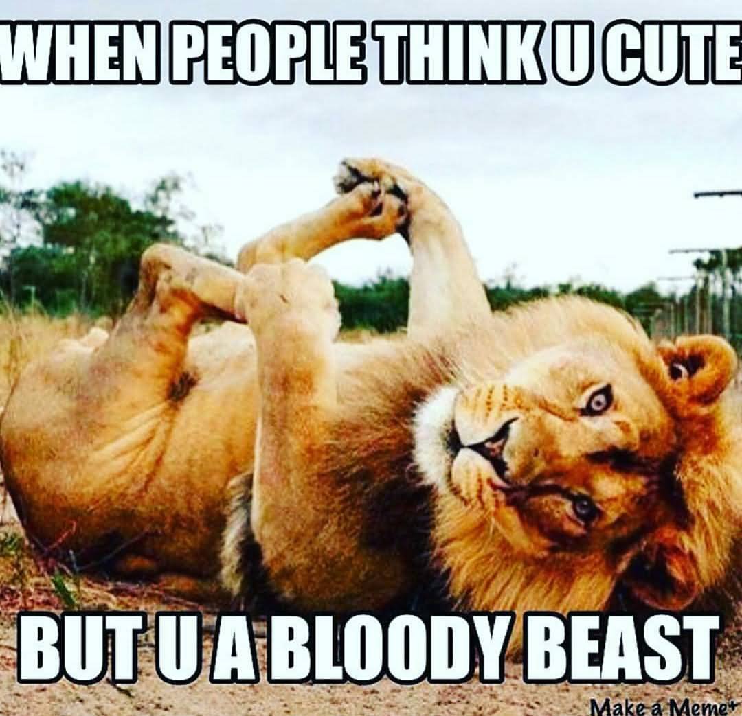 Funny Lion Meme When People Think Cute But U A Bloody Beast Image