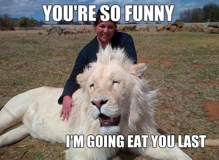 Funny Lion Meme You Are So Funny I Am Going Eat You Last