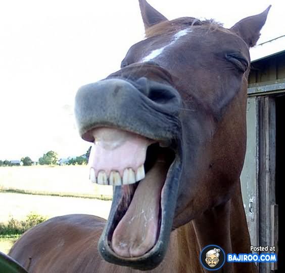Funny Loud Laughing Horse Face Picture For Facebook