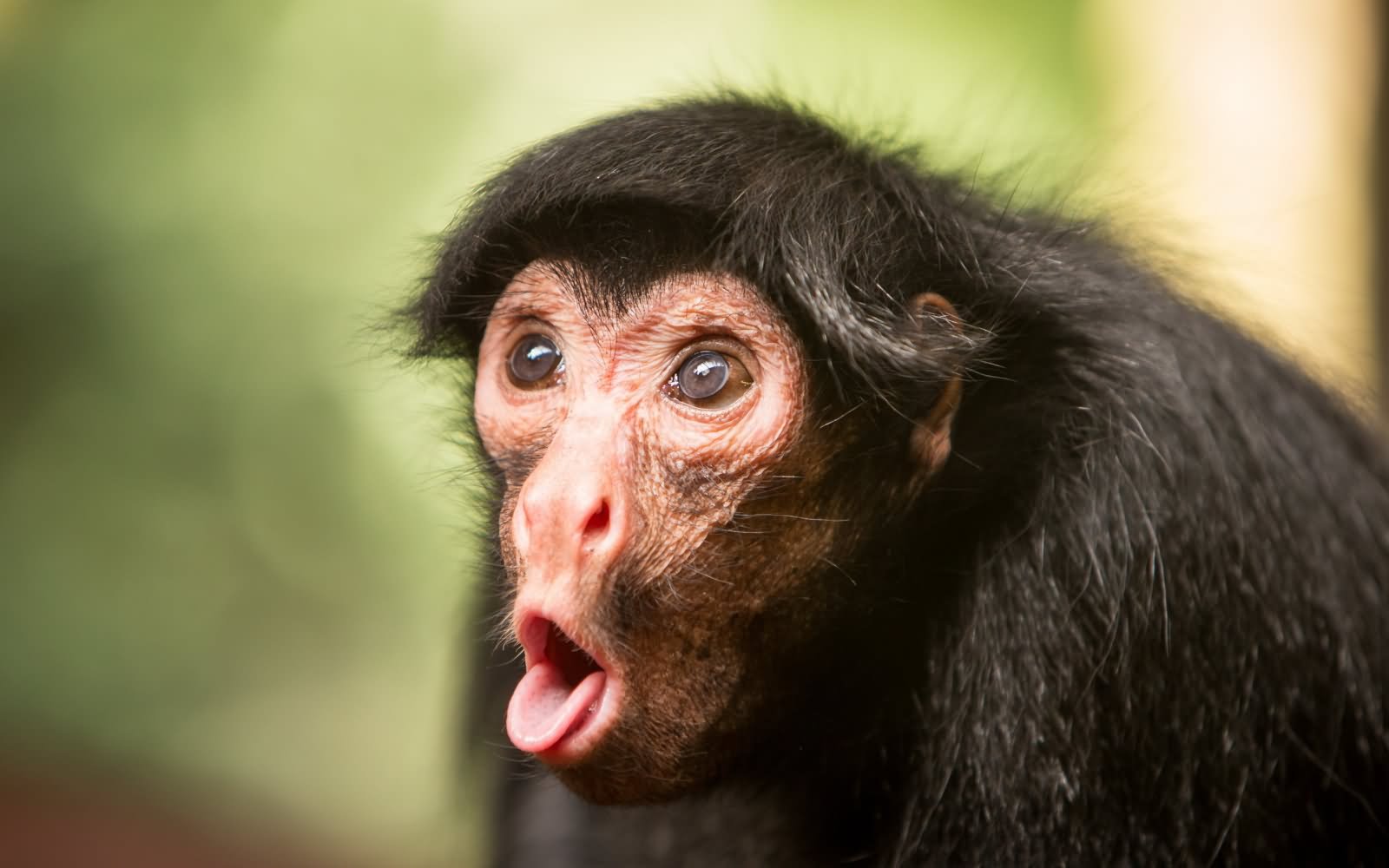 22 Funniest Monkey Face Pictures That Will Make You Laugh
