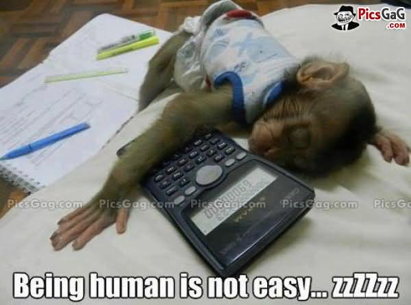 Funny Monkey Meme Being Human Is Not Easy Image