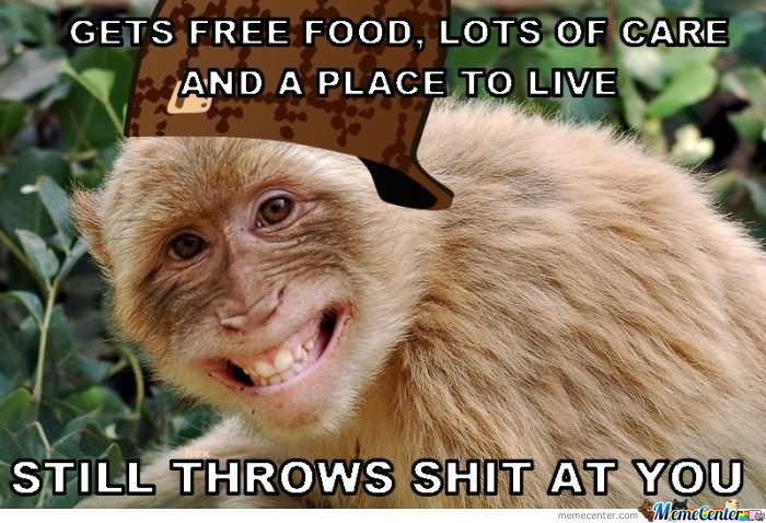 Funny Monkey Meme Still Throws Shit At You Image