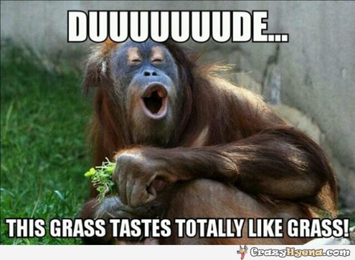 Funny Monkey Meme This Grass Tastes Totally Like Grass Picture