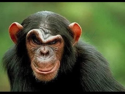 Funny Monkey With Sad Face
