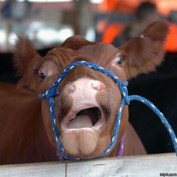 Funny Open Mouth Cow Face Image