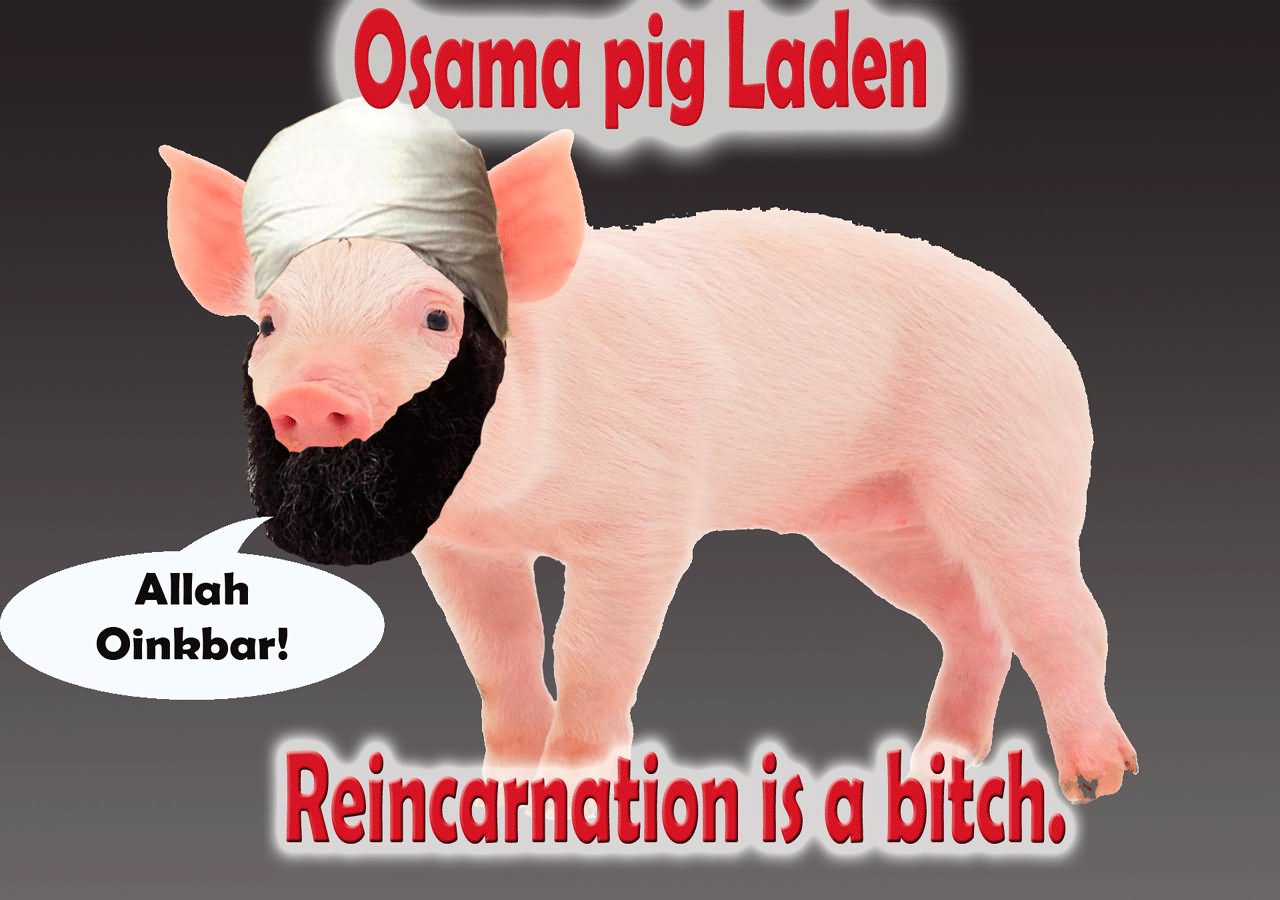 Funny Osama Pig Laden Picture For Whatsapp