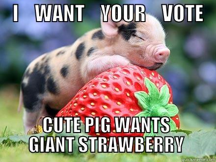 Funny Pig Meme I Want Your Vote Picture