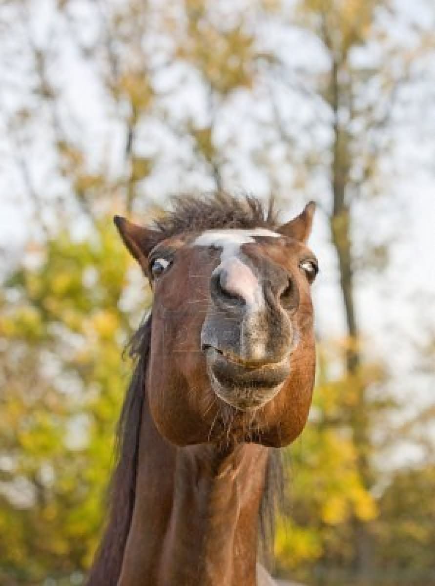 Funny Pouting Horse Face Picture