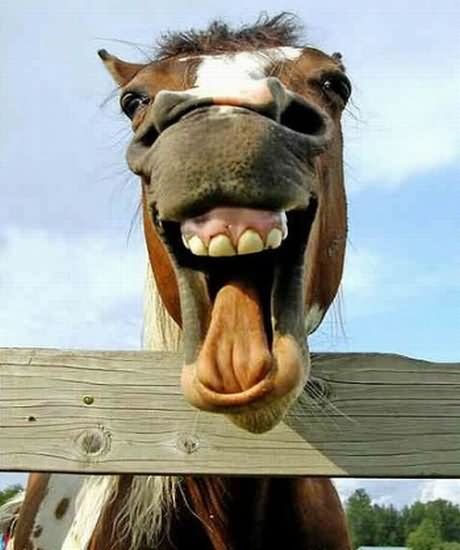 Funny Pulling Horse Face Image