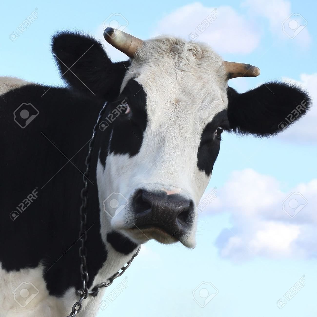 Funny Sad Face Cow Image