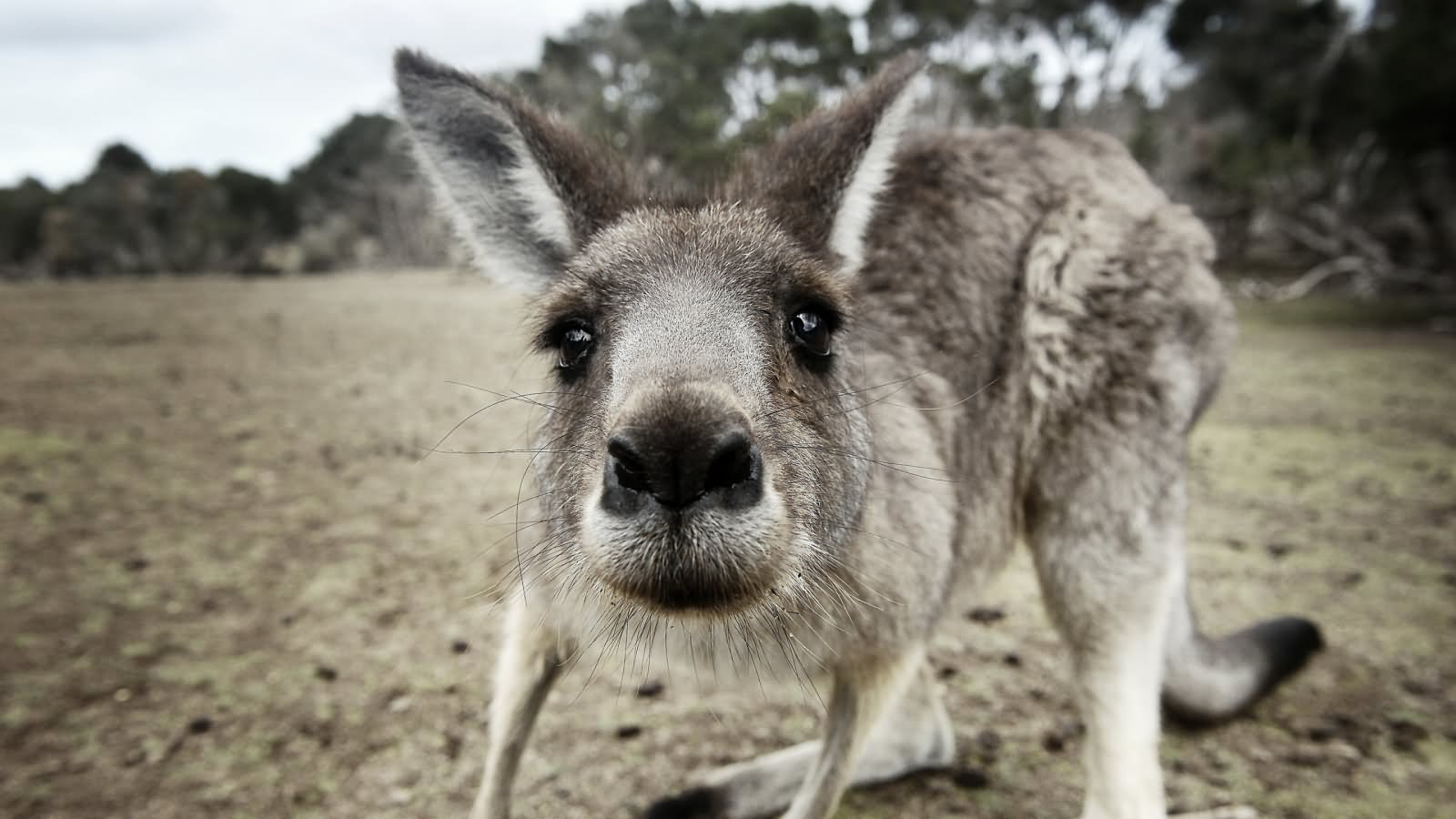 Funny Shocking Kangaroo Face Picture