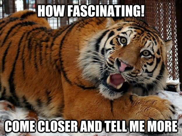 Funny Tiger Meme How Fascinating Come Closer And Tell Me More Image