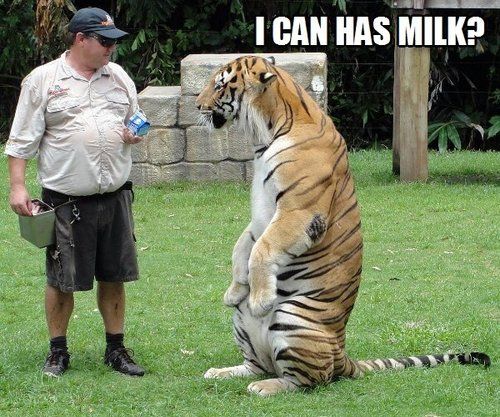 Funny Tiger Meme I Can Has Milk