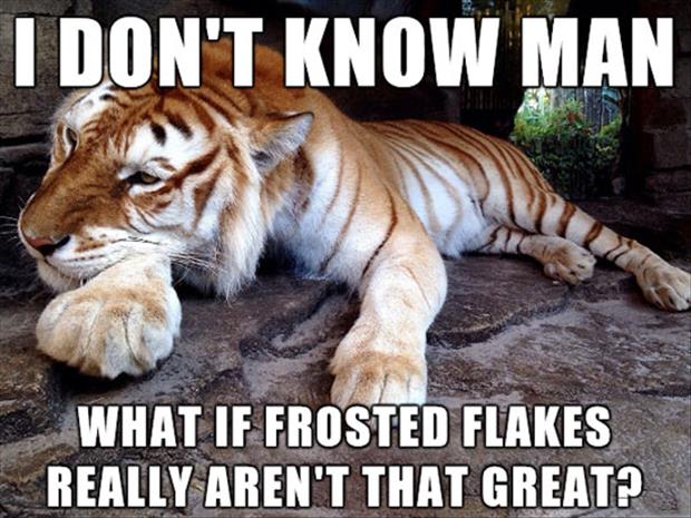 40 Most Funniest Tiger Meme Images And Pictures