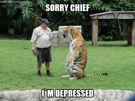 Funny Tiger Meme Sorry Chief I Am Depressed Picture
