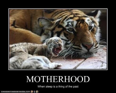 Funny Tiger Meme When Sleep Is A Thing Of The Past