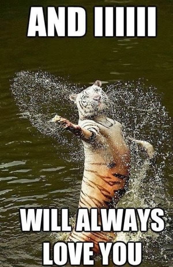 Funny Tiger Meme Will Always Love You Photo