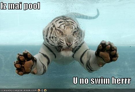 Funny Tiger Swimming Meme Picture