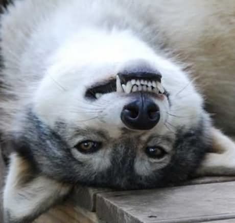 Funny-Upside-Down-Wolf-Face-Image.jpg