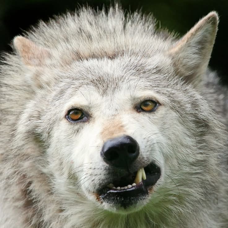 Funny Wolf Angry Face Image