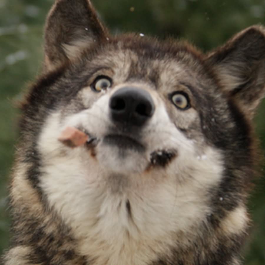 Funny Wolf Face Picture