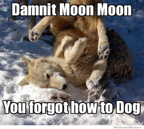 Funny Wolf Meme Damnit Moon Moon You Forgot How To Dog Picture