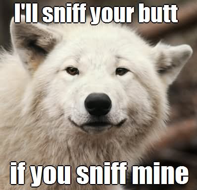 Funny Wolf Meme I Will Sniff Your Butt If You Sniff Mine