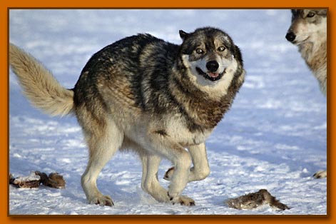 Funny Wolf Smiling Face Photo