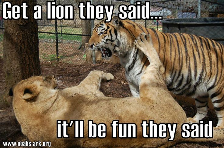 Get A Lion They Said It'll Be Fun They Said Funny Lion Meme Photo