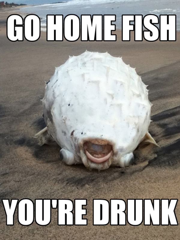 Go Home Fish You Are Drunk Funny Meme Image