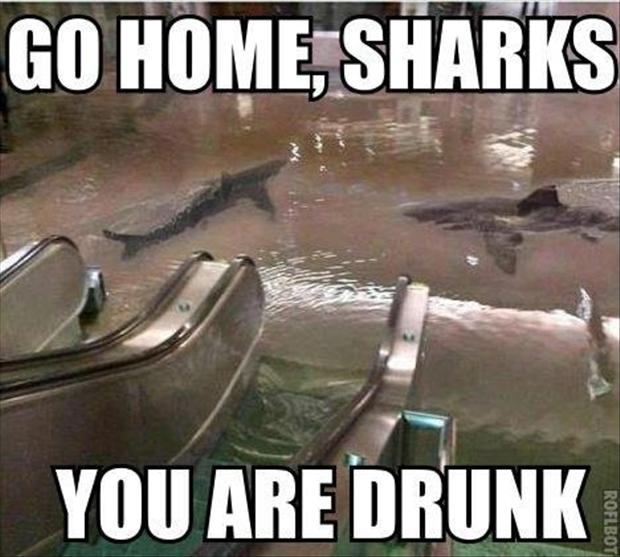 Go Home Sharks You Are Drunk Funny Meme Image