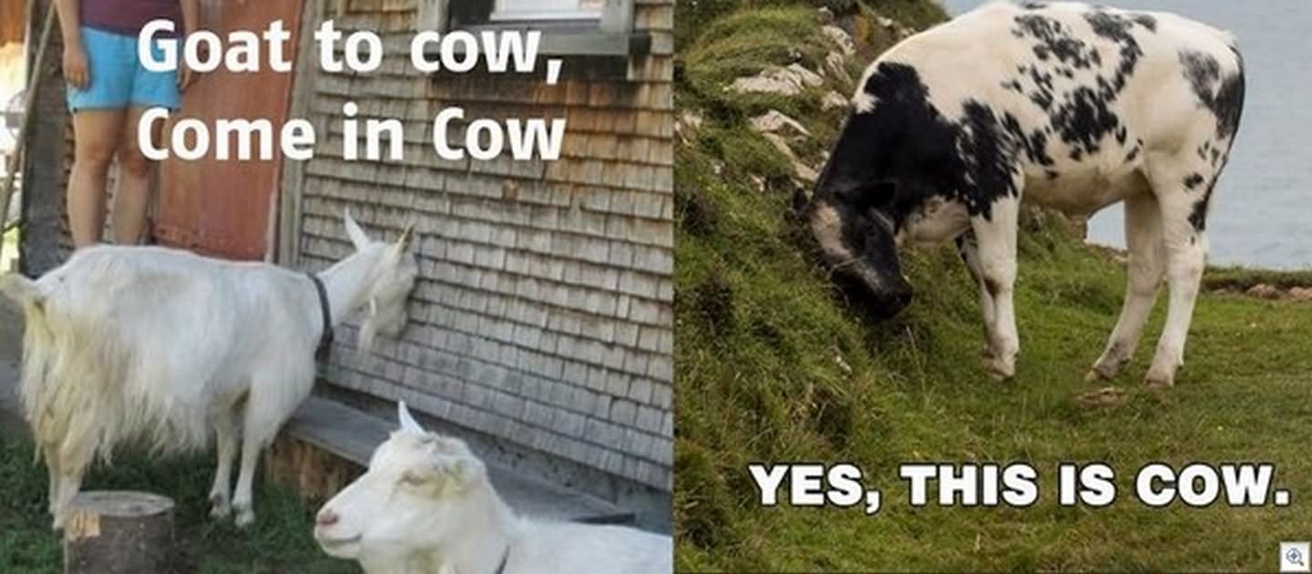 Goat To Cow Come In Cow Funny Meme Photo