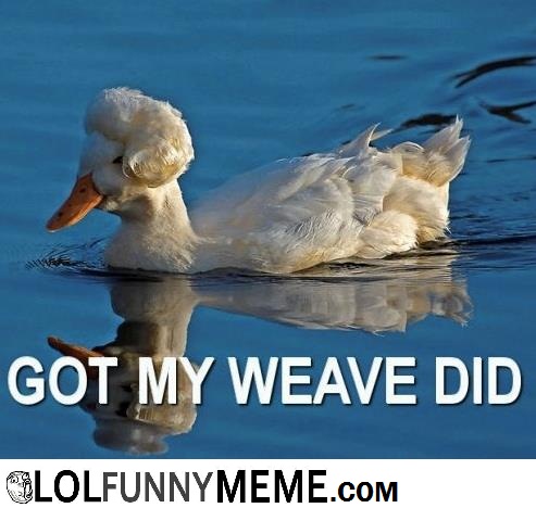 Got My Weave Did Funny Duck Meme Image