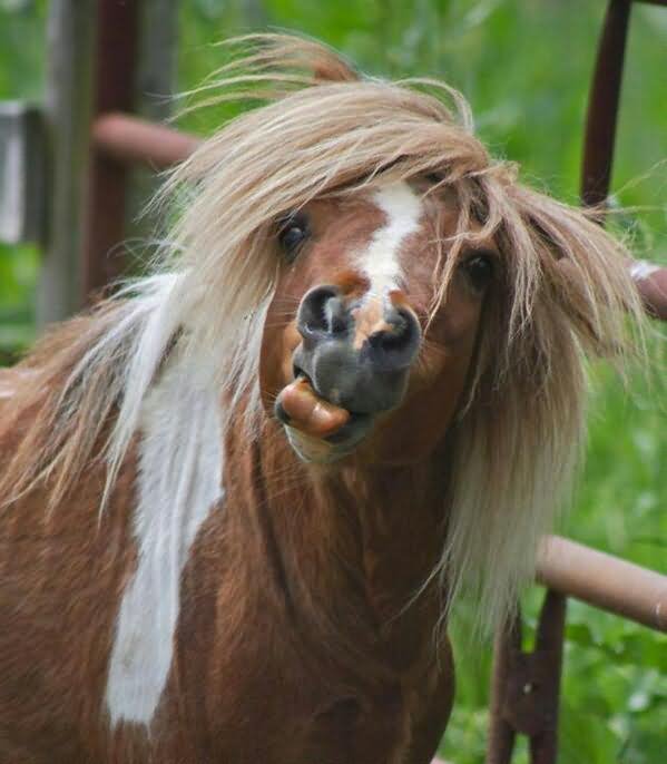 Hairy Horse With Tongue Face Funny Image