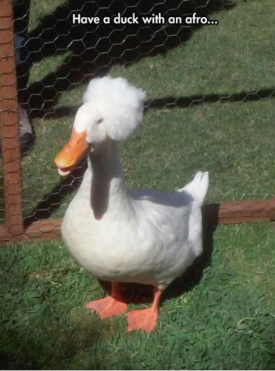 Have A Duck with An Afro Funny Picture
