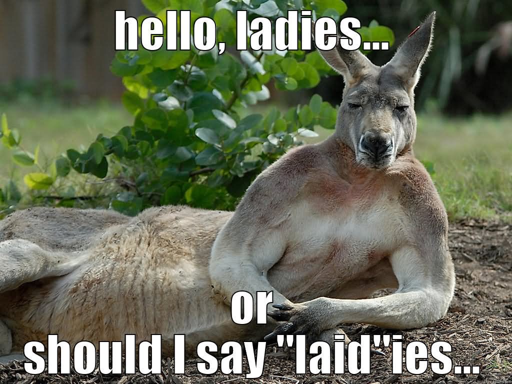 Hello Ladies Or Should I Say Ladies Funny Kangaroo Meme Picture