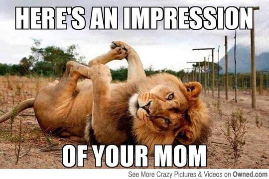 Here's An Impression Of Your Mom Funny Lion Meme Picture