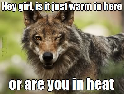 Hey Girl Is It Just Warm In Here Funny Wolf Meme Image