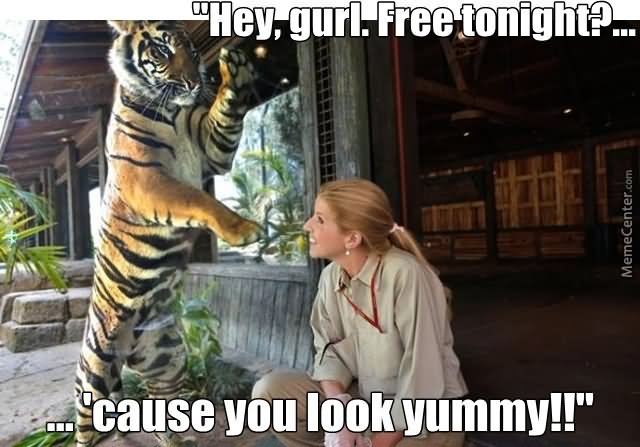 Hey Gurl Free Tonight Cause You Look Yummy Funny Tiger Meme Picture For Whatsapp