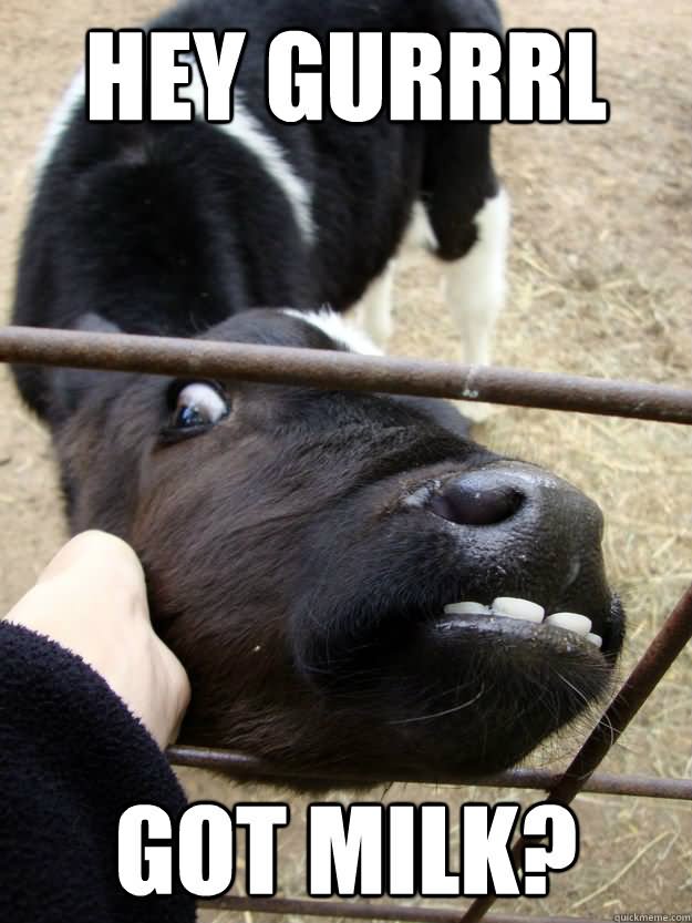 Hey Gurrrl Got Milk Funny Cow Meme Image