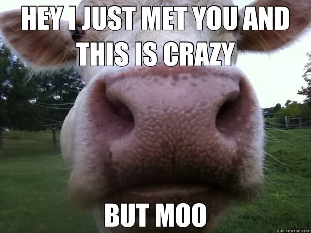 Hey I Just Met You And This Is Crazy Funny Cow Meme Image