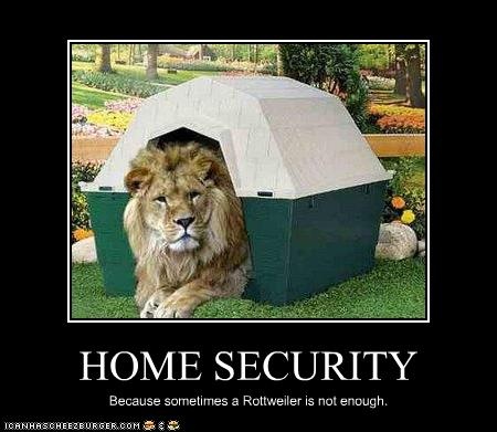 Home Security Funny Lion Meme Poster