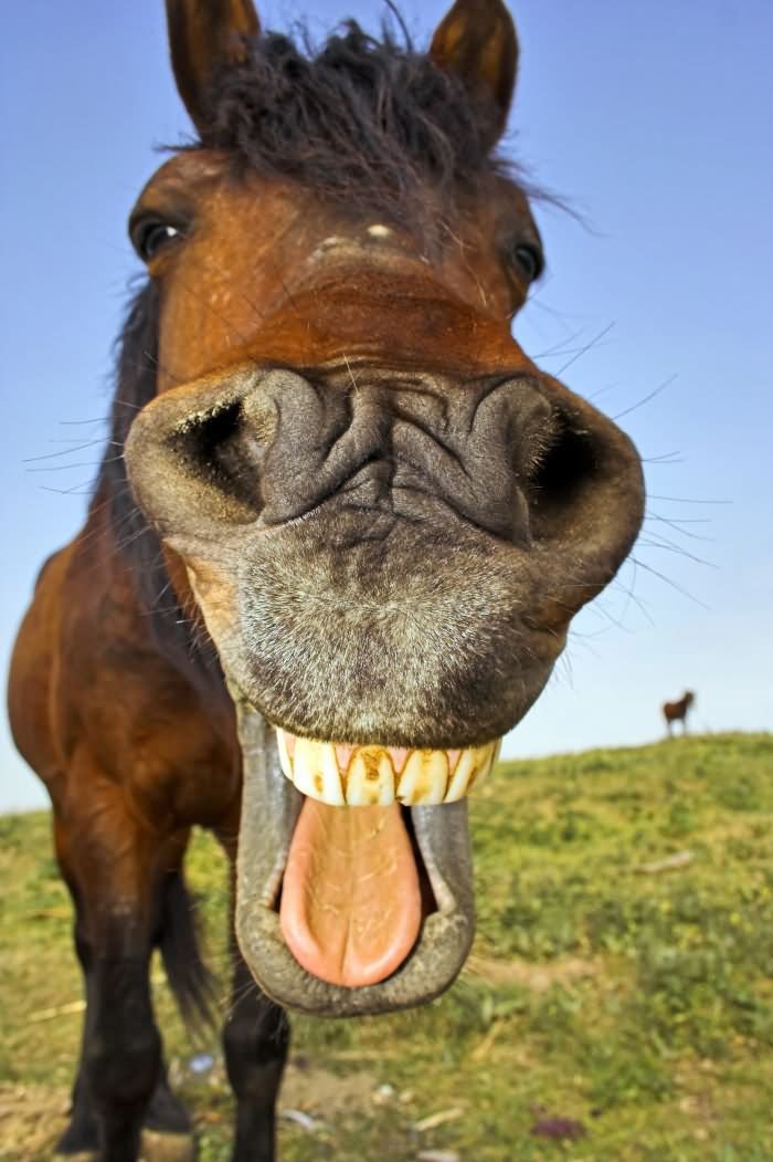 Horse 3D Closeup Face Funny Image