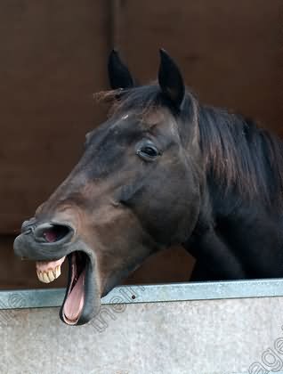 Horse Face Teeth Face Funny Image