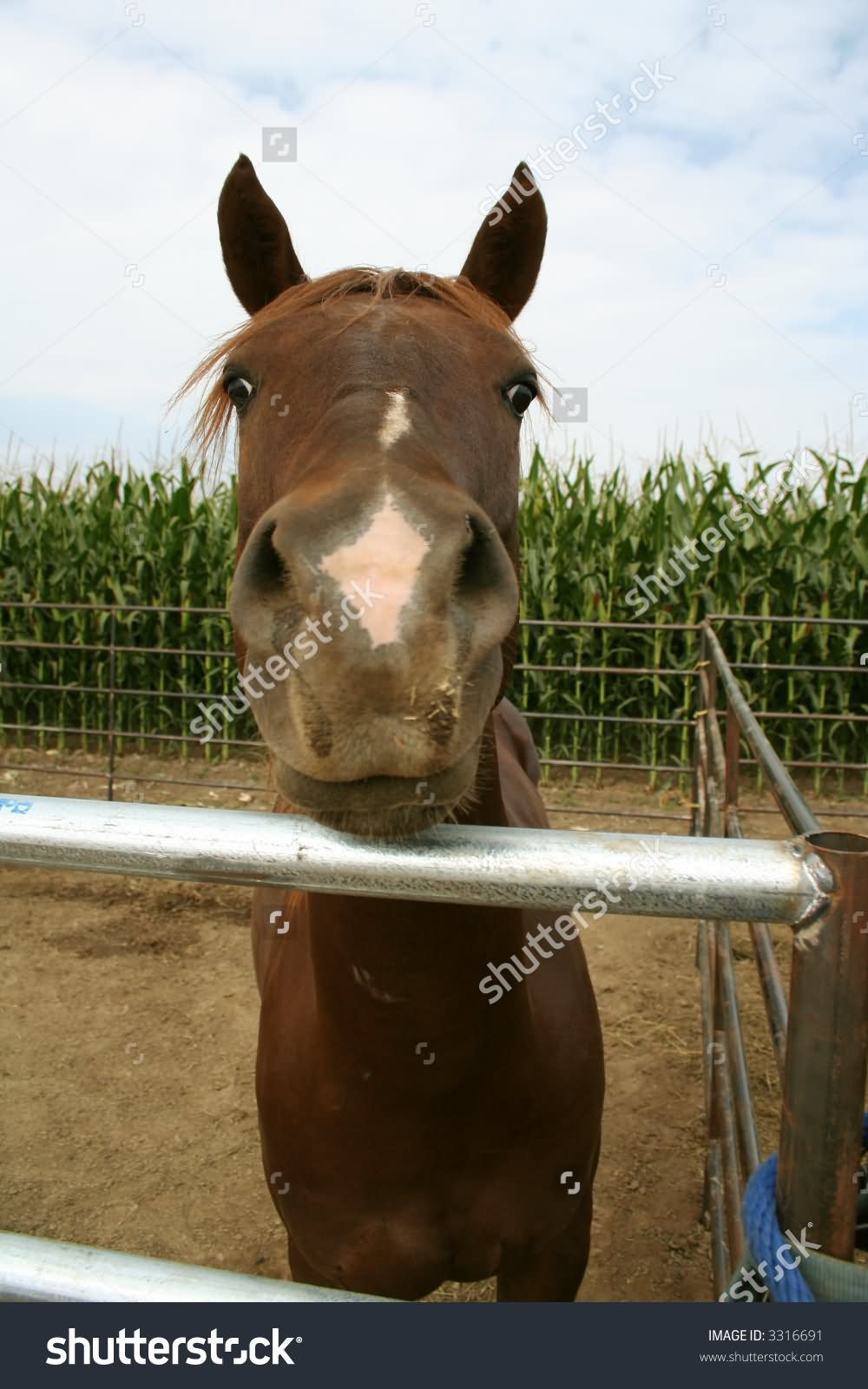 Horse Funny Cute Face Picture