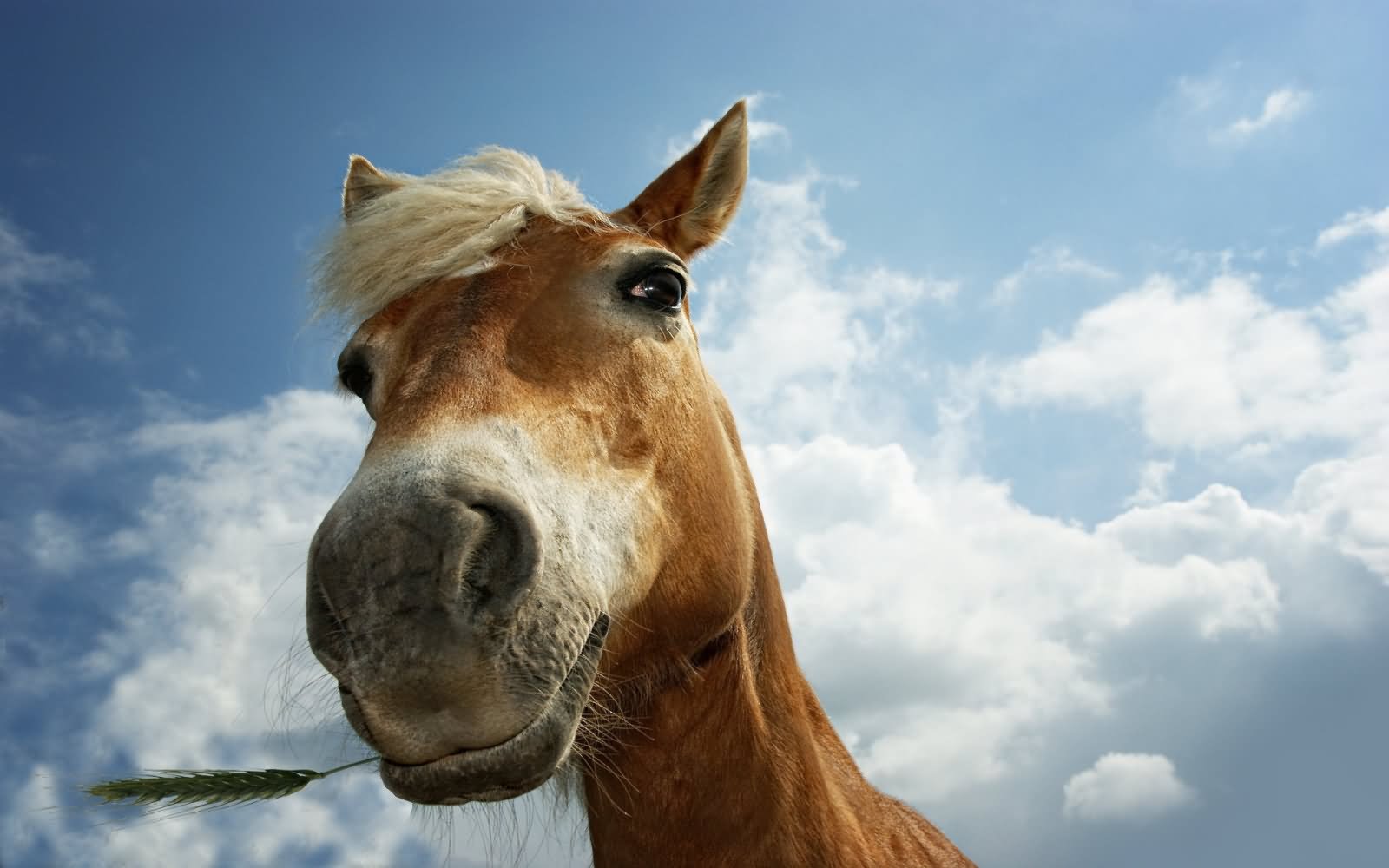 Horse Funny Face Nice Pose Image