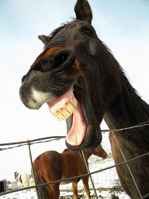 Horse Funny Laughing Face Image
