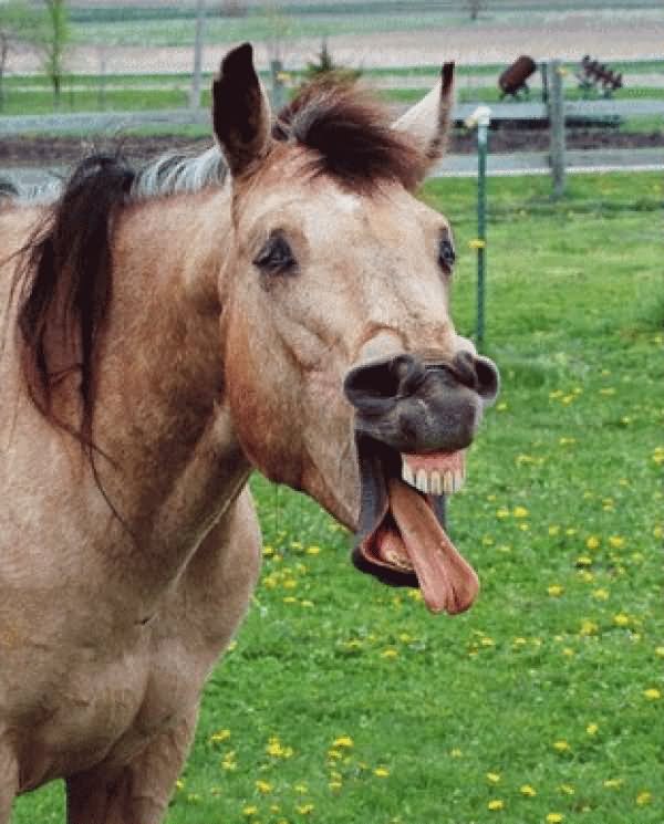 Horse Laughing Long Tongue Funny Face Picture